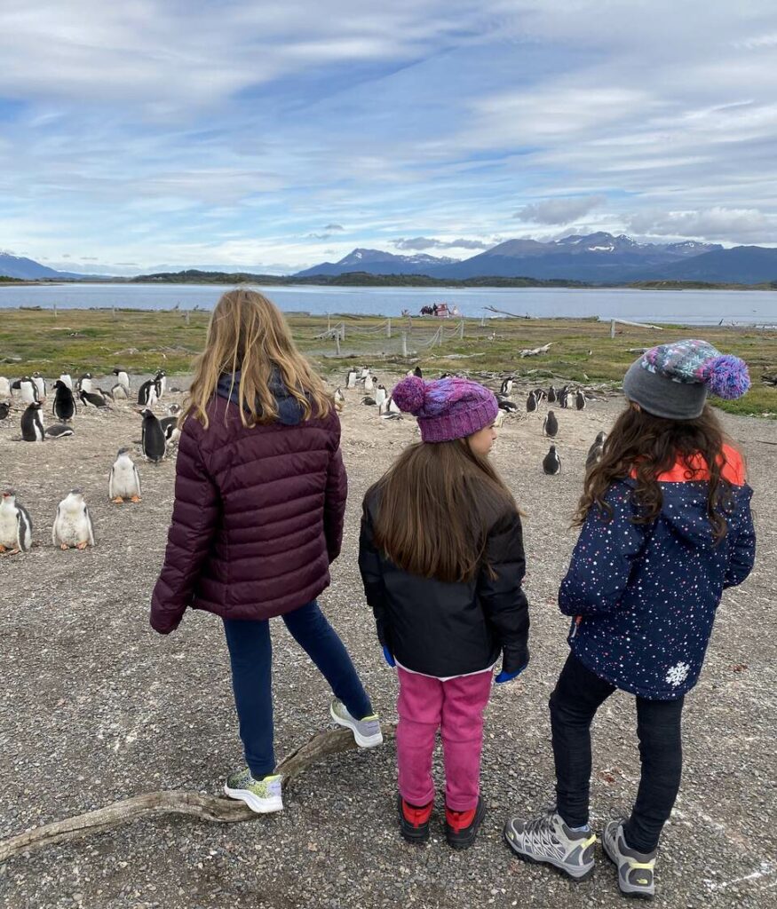 colonia-de-pinguins-Ushuaia-Pataginia-Argentina