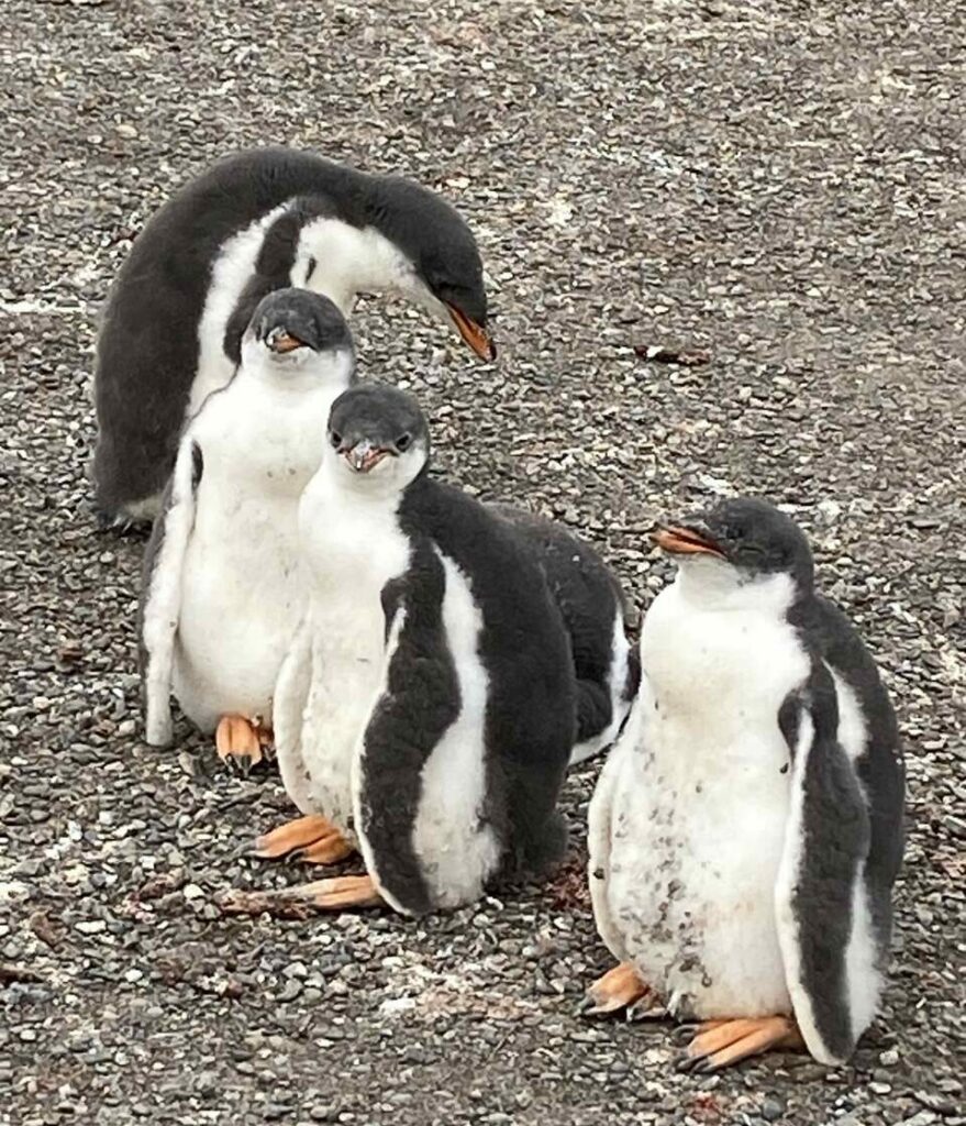colonia-de-pinguins-Ushuaia-Pataginia-Argentina