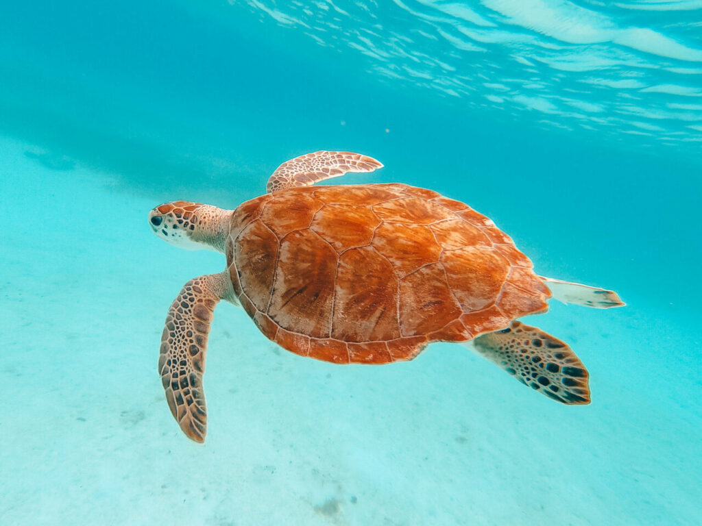 tartaruga-marinha-em-Aruba