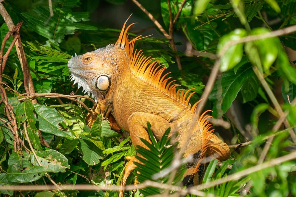 Iguana-Galapagos-Equador