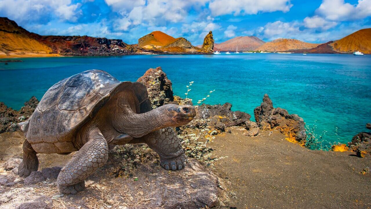 tartaruga-gigante-em-Galapagos-Equador